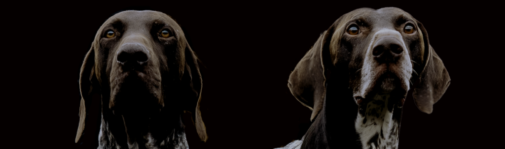 Koer treenimas trühvli lõhna leidmist trühvliistanduses Tartu maakonnas.