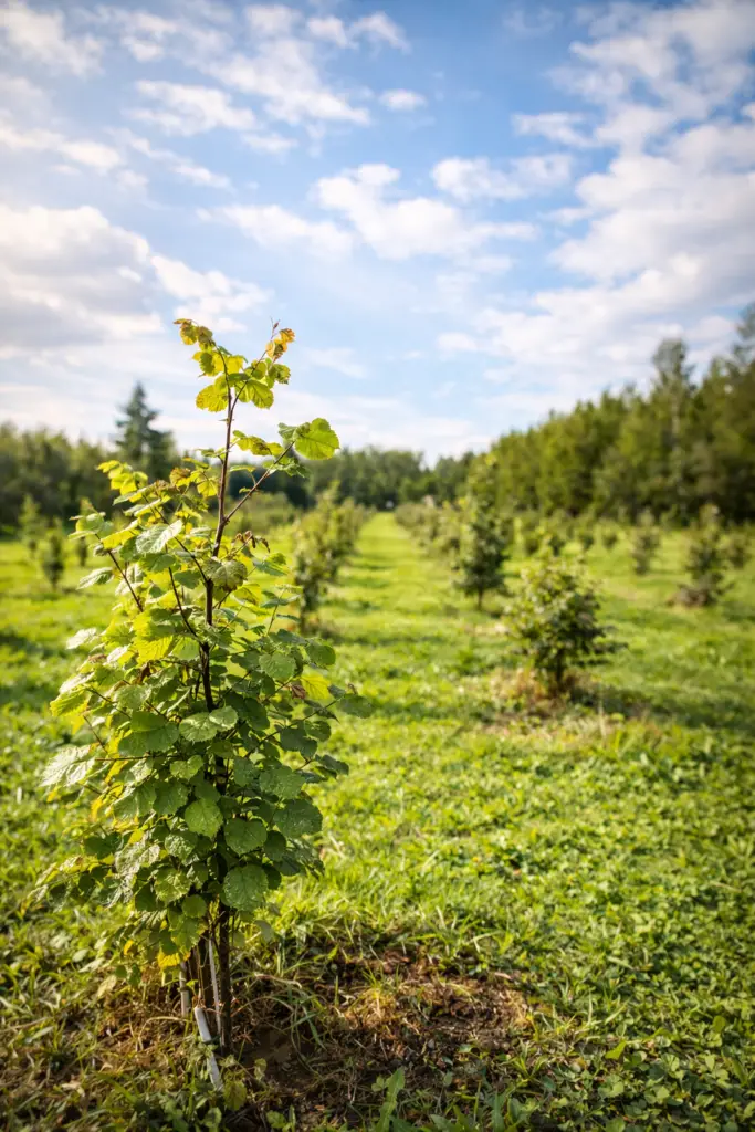 chatgpt image feb 12, 2026 at 09 50 45 am