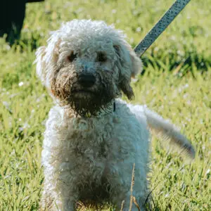 dsc06016 – koopia